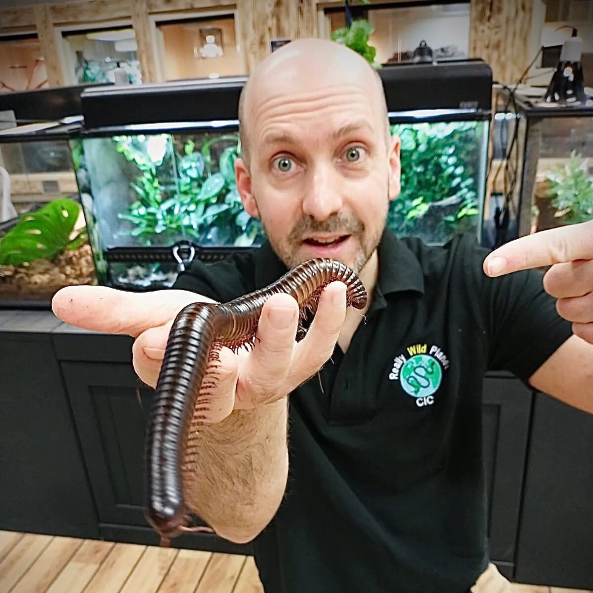 Riley African Giant Millipede